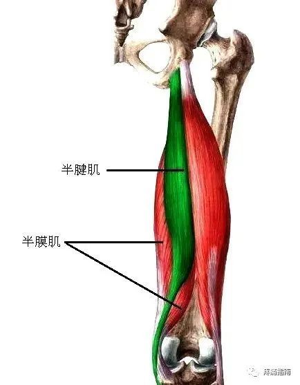 腘绳肌的触诊定位及临床意义