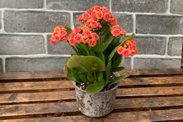 "粉妆"长寿花又叫大鹏,花瓣重瓣粉色,颜色鲜艳深受大家的喜爱