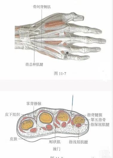 取穴方法:穴位于人体手背部,当第4,5指间,指蹼缘后方赤白肉际  处.