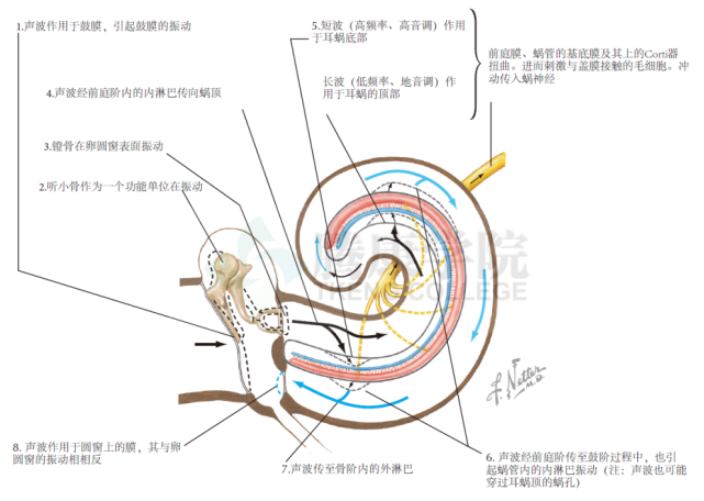 神经解剖学|耳蜗感受器