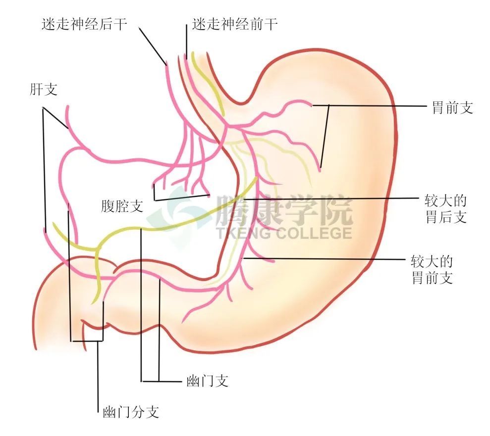 内脏胃的筋膜与神经