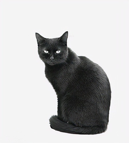 其实黑猫品种很多,就不一一举例出来,就是想说,黑猫并不可怕哦!