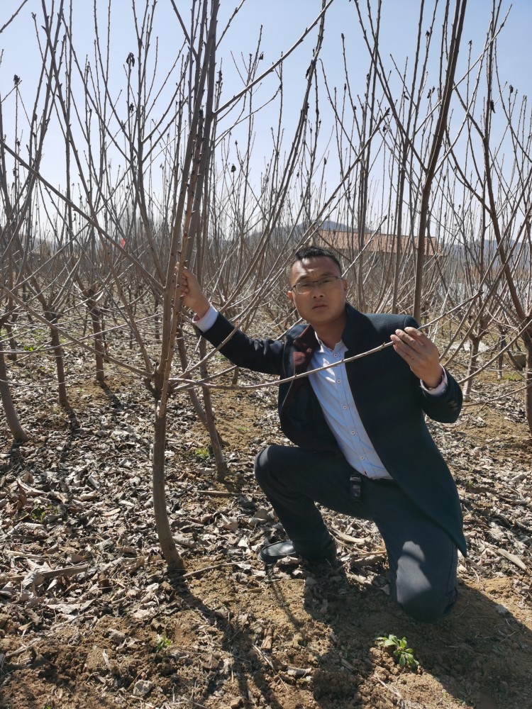全面介绍加拿大巨人樱桃苗