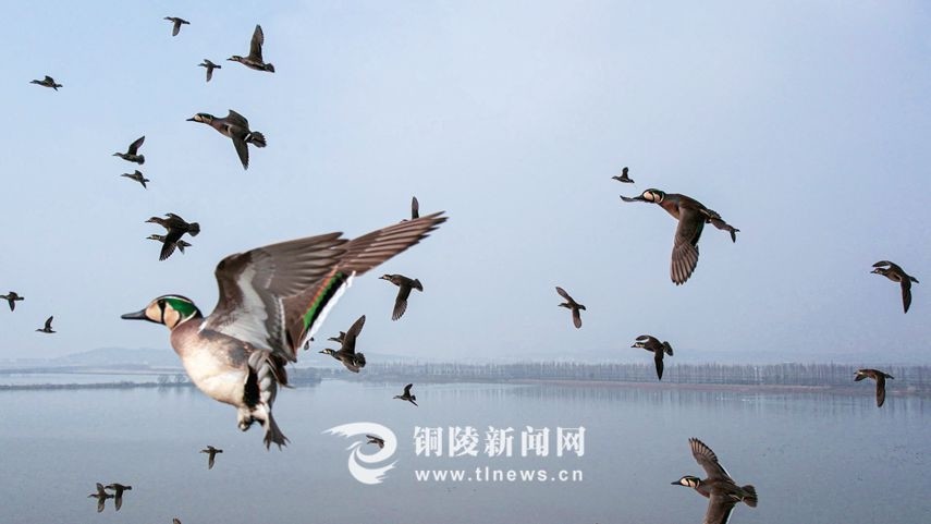 铜陵市陈瑶湖湿地万千候鸟翔集