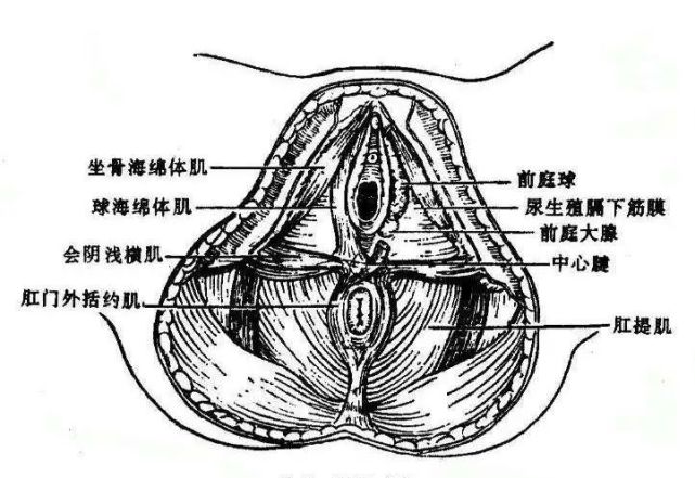 上厕所时肛门总是疼痛流血?警惕肛裂找上门!