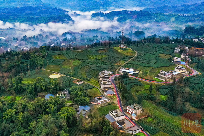 1月14日清晨,走进雅安雨城区草坝镇徐坪村,严冬时节的茶园仍是碧绿