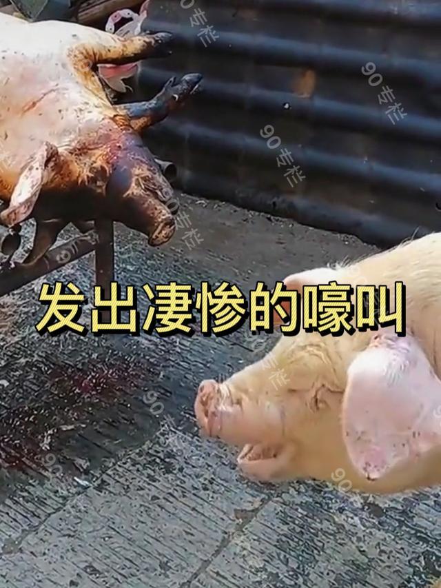 它哭了贵州村民杀年猪另一头猪亲吻道别万物皆有灵