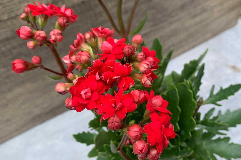 非洲红宝石长寿花又叫茹比红色系列花瓣重瓣红色喜庆