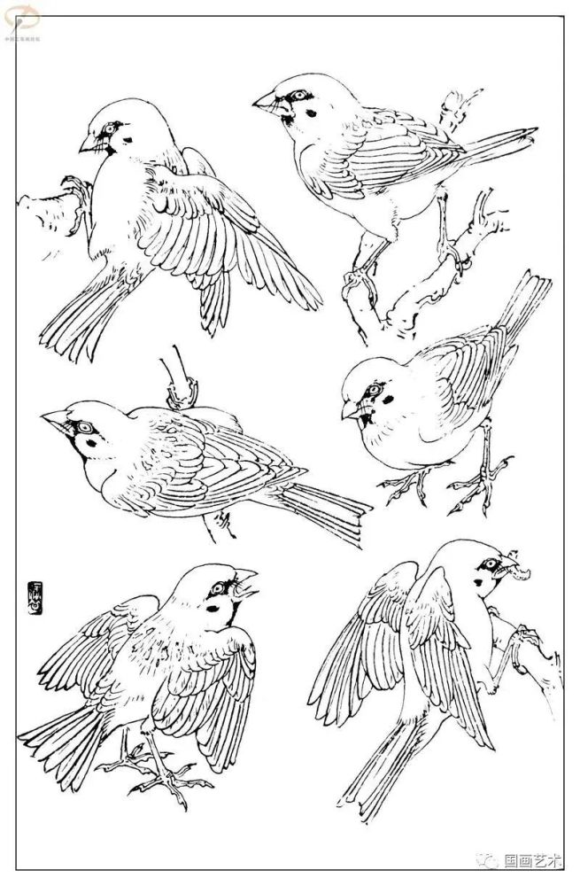 书画联盟丨白描麻雀