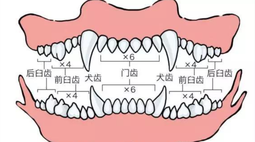 同理,对于人类来说,因为不需要用犬齿捕猎,犬齿过长反而会影响进食