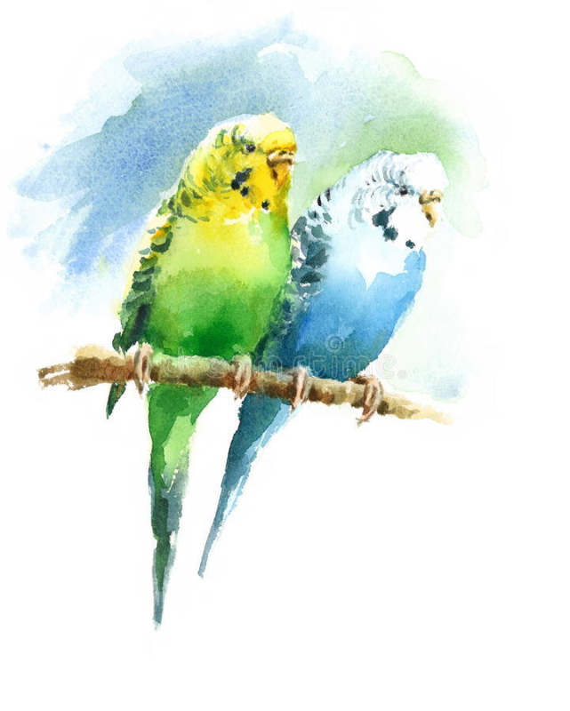 动物绘五彩斑斓的水彩鹦鹉画师katyaminkina