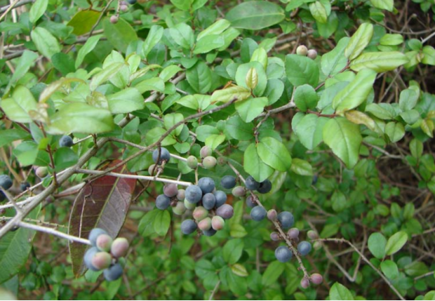 荒野维生野菜系列雀梅