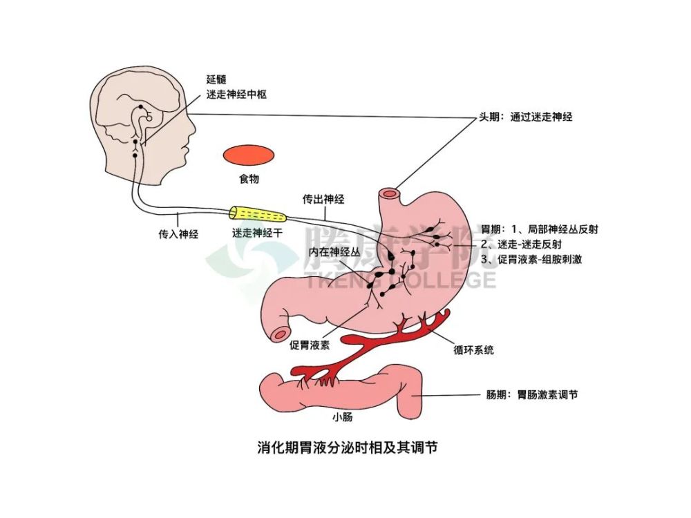 体液调节促胃液素促胃液素是由胃内 g 细胞分泌的激素,可刺激胃液分泌