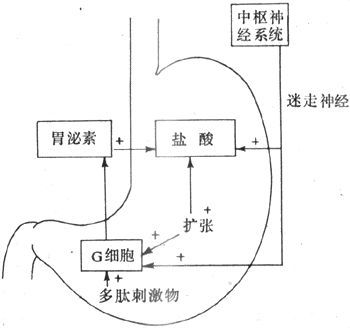 浅表性胃窦炎_胃窦粘膜慢性炎伴灶性肠化_胃窦多发浅表性溃疡