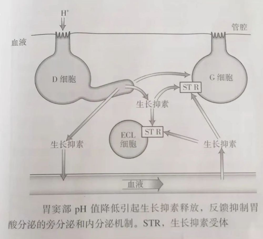 生长抑素同样也可以作用于胃底部的泌酸细胞而直接抑制胃酸的分泌.