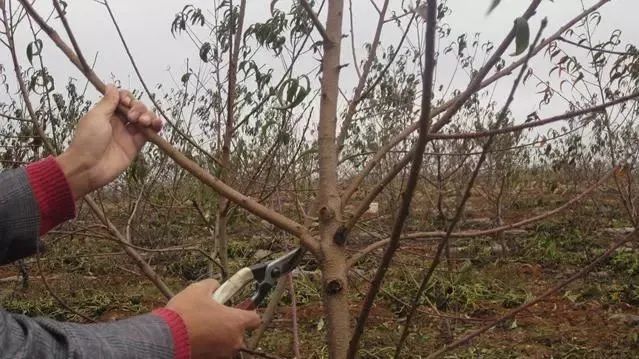 果树修剪只需3分钟水平高低立见分晓