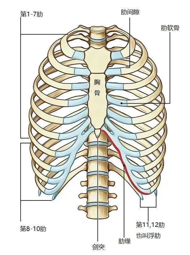 第8 10对肋前端借肋软骨与上位肋软骨连接,形成肋弓,称假肋.