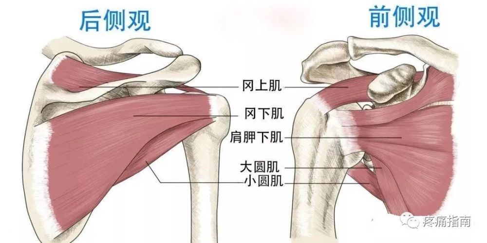 "喙突炎","冈上肌腱炎和冈上肌腱钙化","肩峰下滑囊炎或三角肌下滑囊