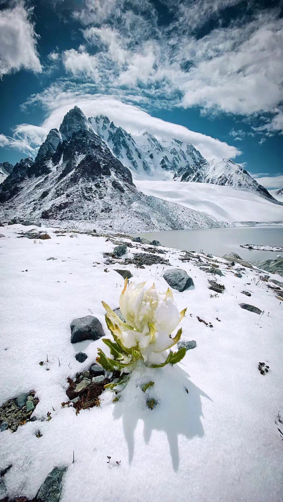 天山雪莲生长在海拔5000米的雪山脚下