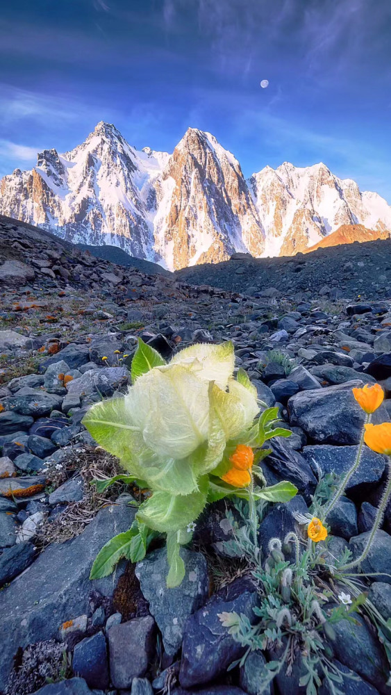 天山雪莲生长在海拔5000米的雪山脚下