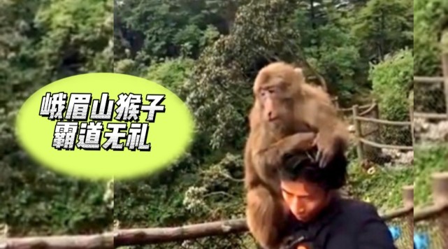 峨眉山猴子霸道无礼!峨眉山猴子拦路翻包!峨眉山猴子什么都敢要!