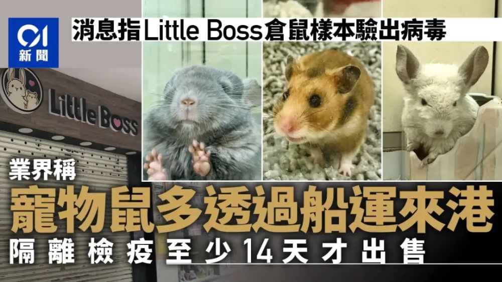 动物传新冠给人香港2000只仓鼠活不到虎年