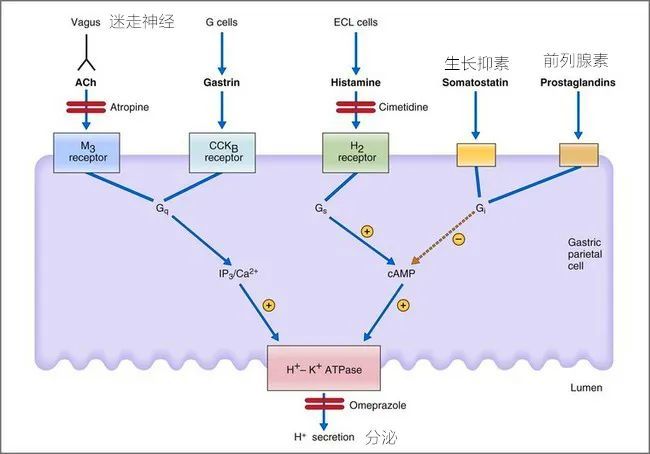 内脏黏膜保护作用及胃蛋白酶分泌的调节