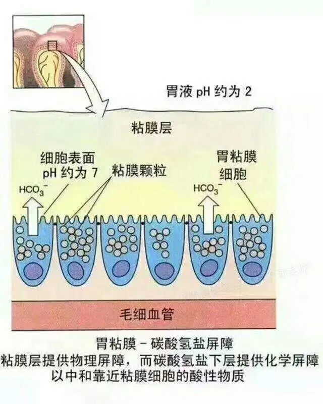 内脏|黏膜保护作用及胃蛋白酶分泌的调节