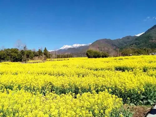 腾冲界头花海