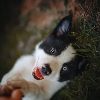 头像可爱牧羊犬头像边境牧羊犬幼崽图片