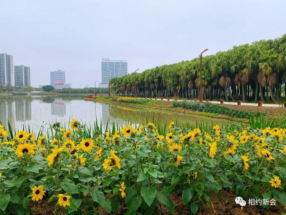 梅江农业生态园春节限定美景上线