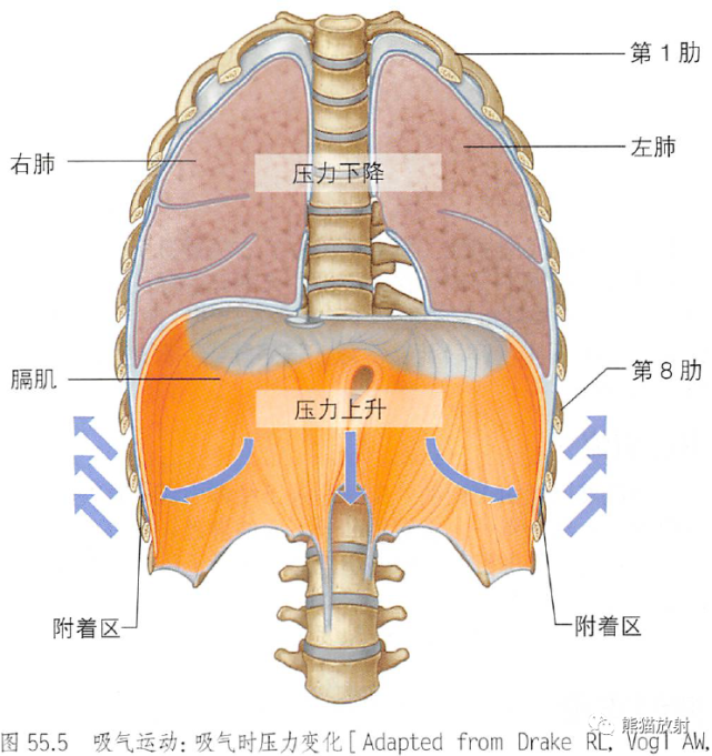 解剖丨胸部(膈肌,纵隔)