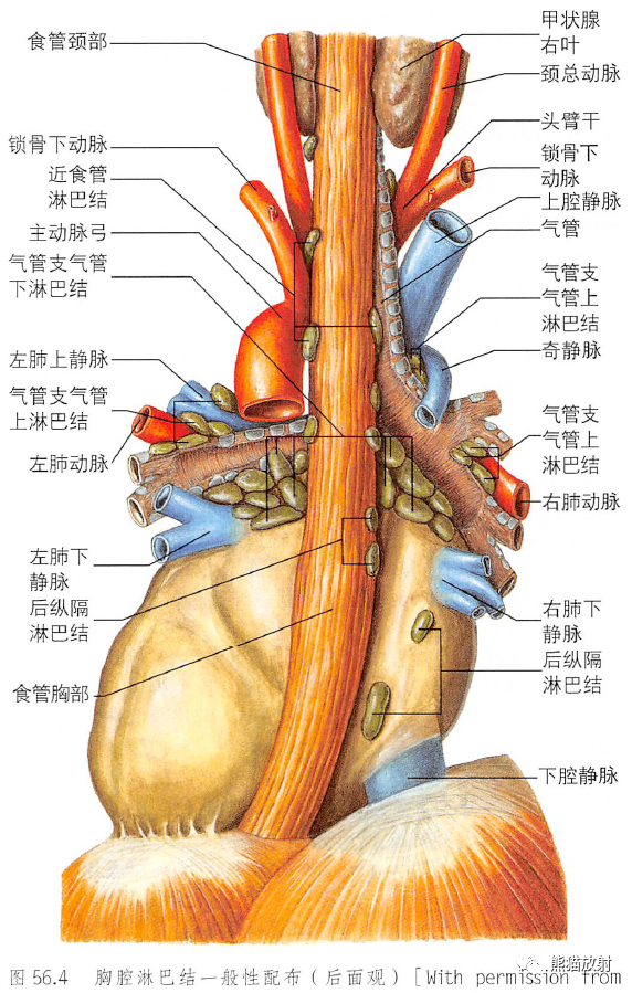 解剖丨胸部(膈肌,纵隔)