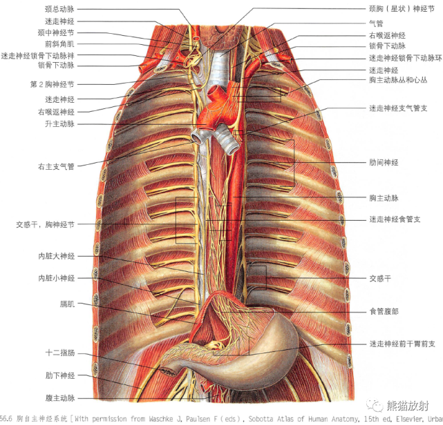 解剖丨胸部(膈肌,纵隔)