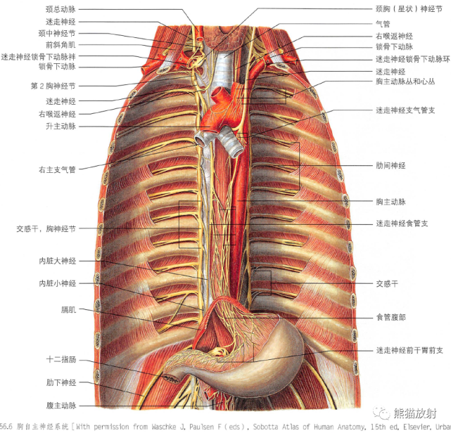 前,中,后)吸气时压力变化左,右膈神经的分布离体膈肌膈顶膈肌腹面观