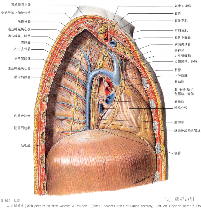 前,中,后)吸气时压力变化左,右膈神经的分布离体膈肌膈