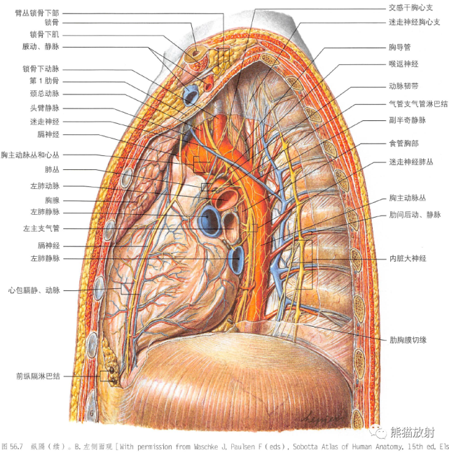 解剖丨胸部(膈肌,纵隔)