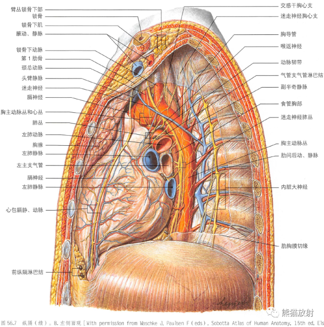 纵隔(右侧面观)胸自主神经系统胸导管和右淋巴管纵隔淋巴结分布(后面