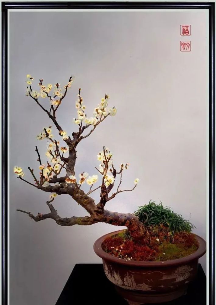 清赏梅花盆景