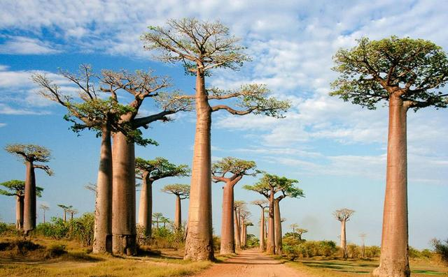 非洲大草原上的猴面包树为什么被称为生命之树