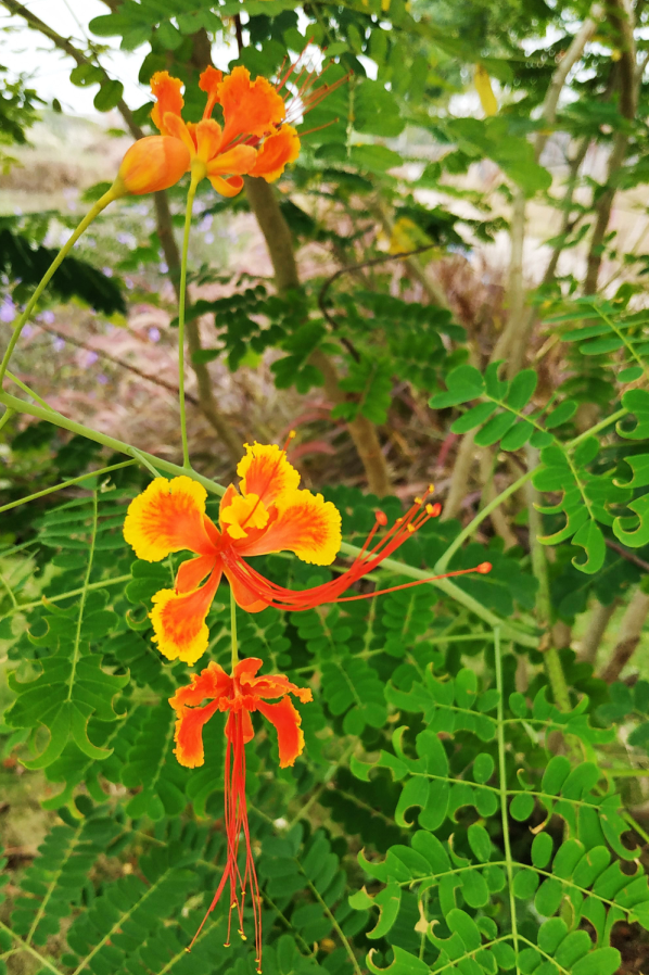每日一花120金凤花恍疑平世凤来仪