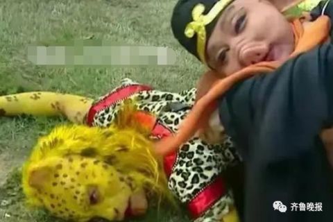 虎年将至 一只豹子突然火遍了朋友圈|金钱豹|豹子|dv