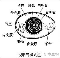 胚盘是进行胚胎发育的部位,内有细胞核.