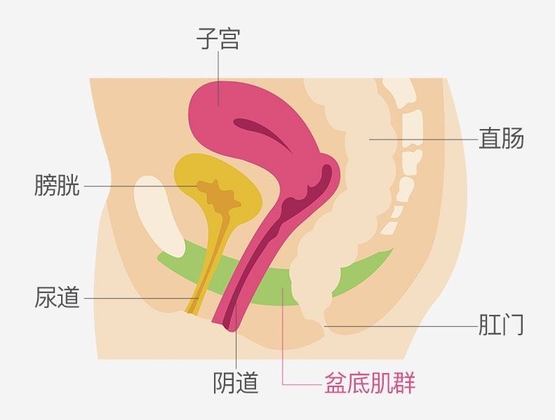 盆底肌松弛有什么危害关于盆底肌的10个问题一文说清