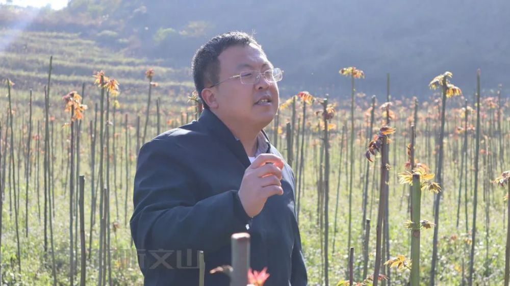 邓志勇"我们目前在西洒镇这边的育苗基地是目前整个云南省内,香椿