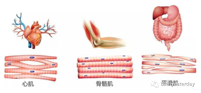 用于构成心脏的心肌,分布在器官内的平滑肌,和产生运动的骨骼肌