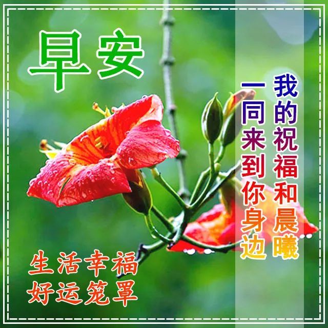 微信群早上好问候图片带字温馨早上好的温馨问候祝福语和图片分享