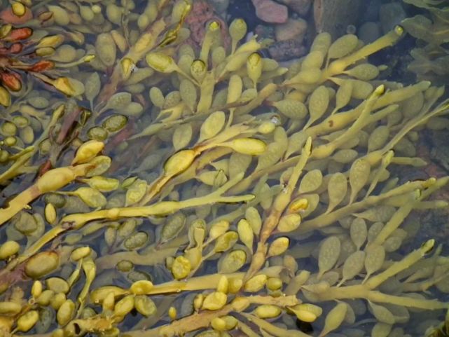 重磅推荐大西洋冷水海域的天然泡叶藻来了