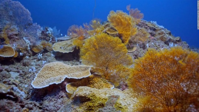 南太平洋大溪地发现世界最大原始珊瑚礁,科学家惊叹难以置信