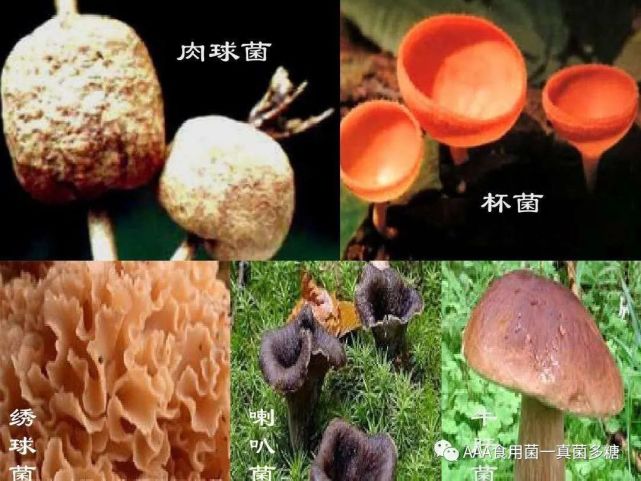 食用菌是一类有大型子实体的高等真菌,被人们称为菇,菌,蕈,全世界大约